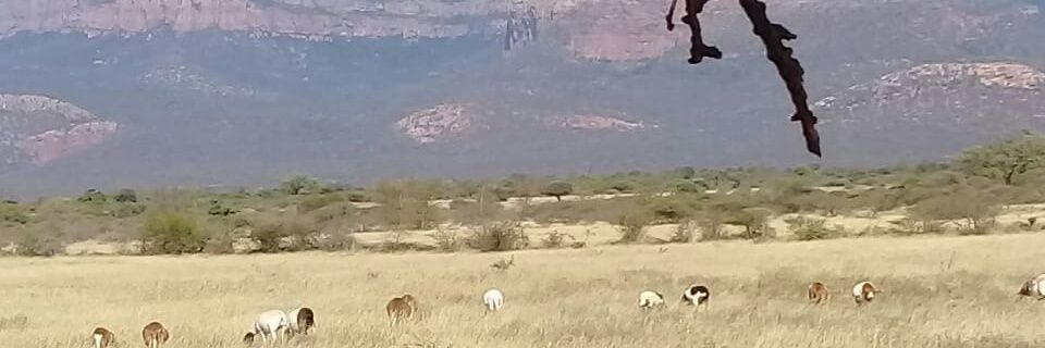TMaifo's profile banner image