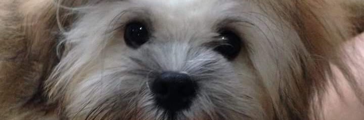 ; banner