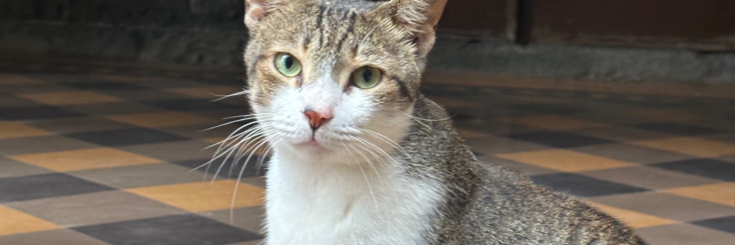 Sir bartholomew hamish montgomery🇵🇸 banner