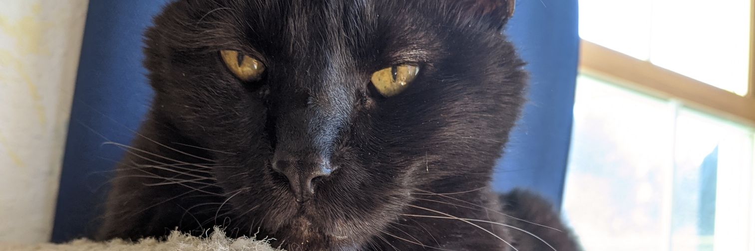 Darksora128's profile banner image
