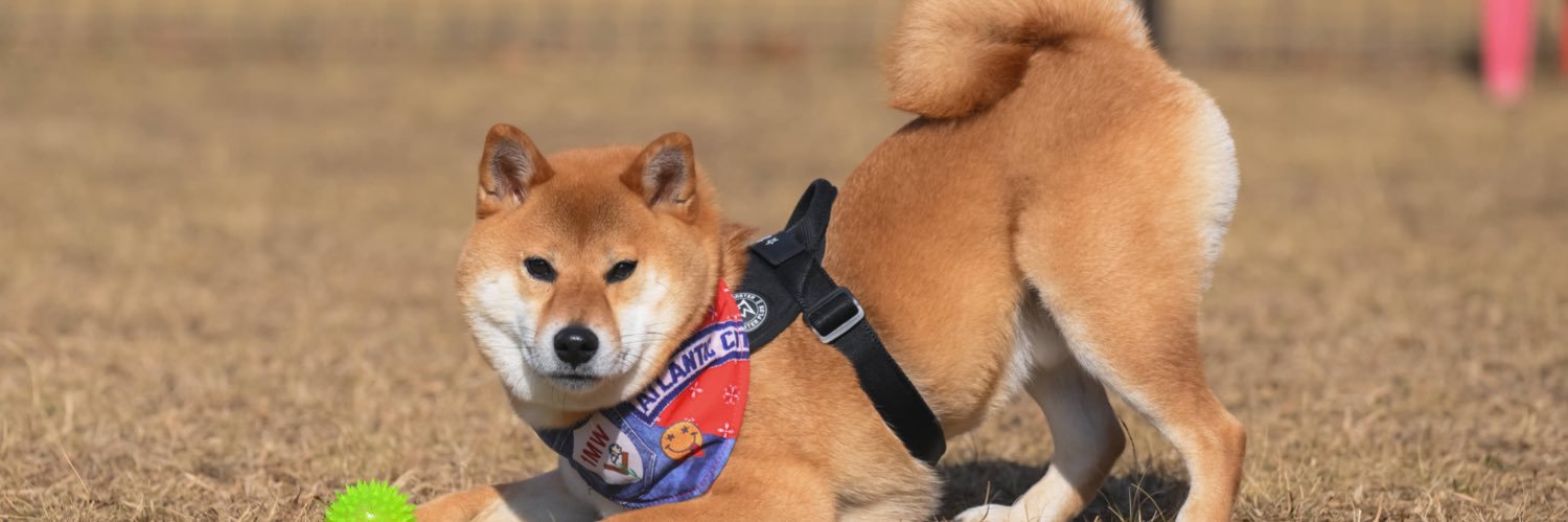 柴犬おだし banner