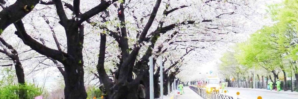 sequitur_somnia's profile banner image