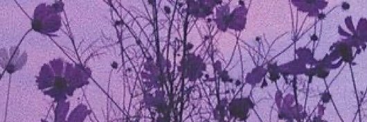 hadria ♡ banner