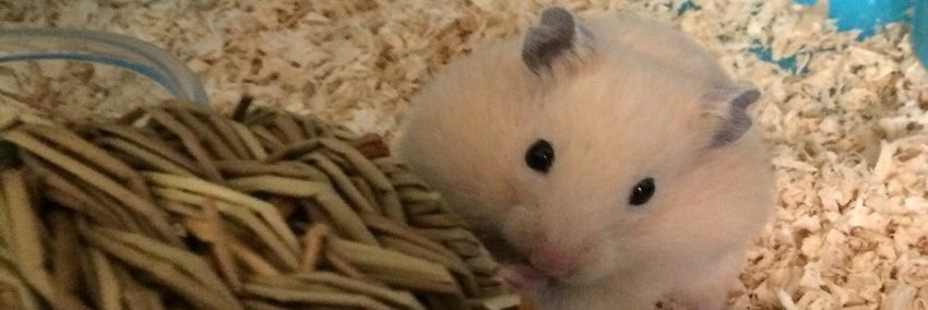 theia_0's profile banner image