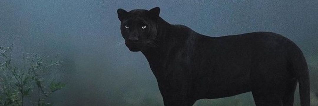 ceylo_x's profile banner image