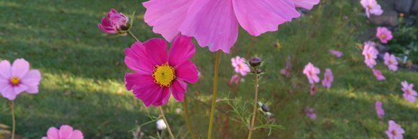 floweryardagain Profile Banner