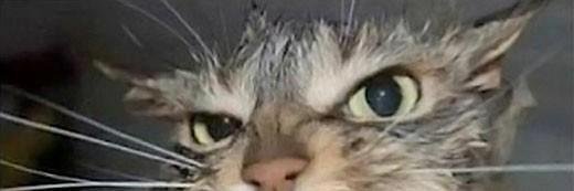 csalanlevel733's profile banner image
