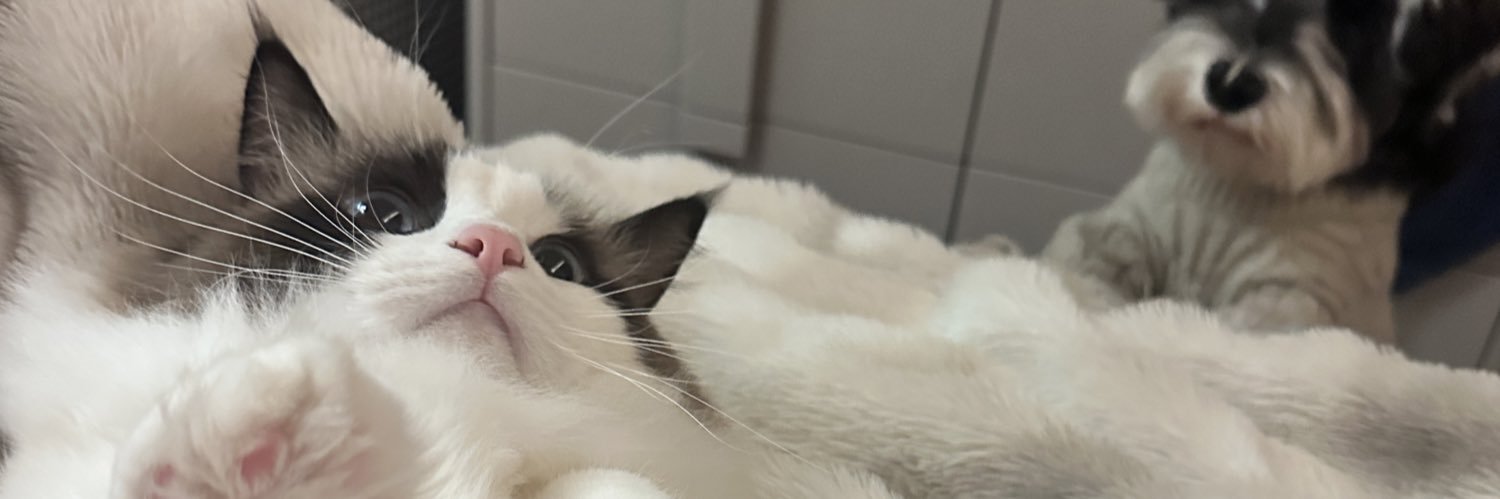 momocat banner
