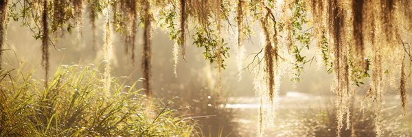 marsh_minnow Profile Banner