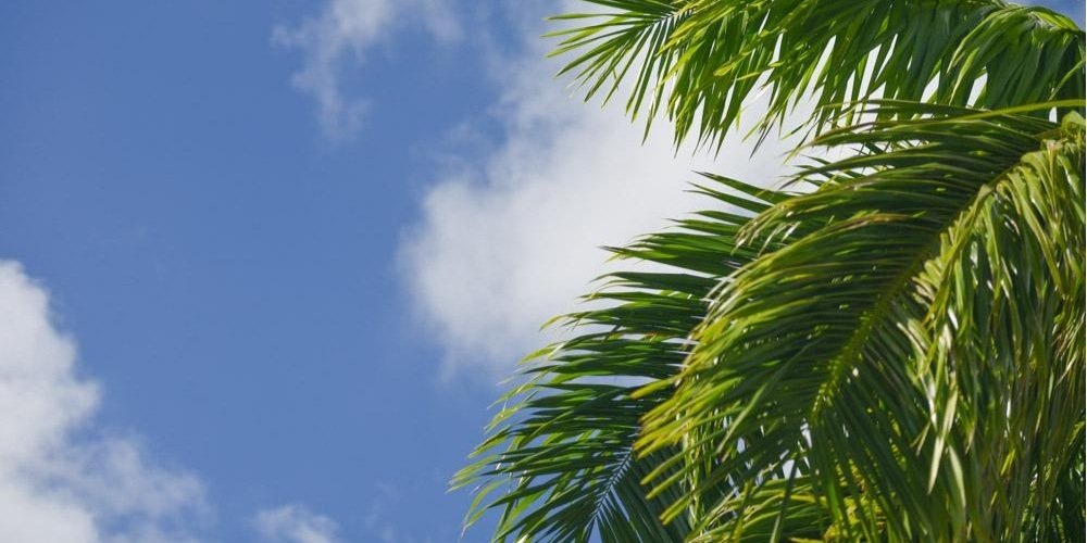 Vanessa Veasley banner