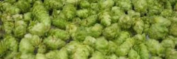 LAIPAFest Profile Banner