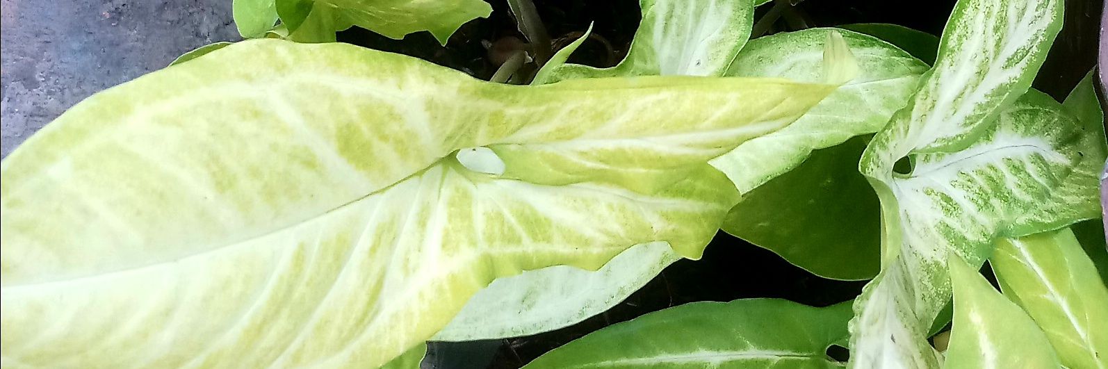 รักเธอประเทศไทย ไม่ให้ใครมาหยามย่ำยี banner