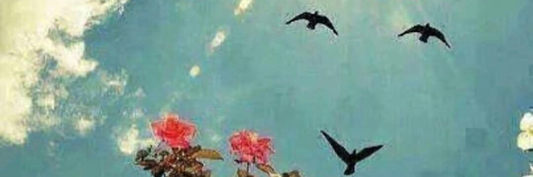 AYDN2348's profile banner image