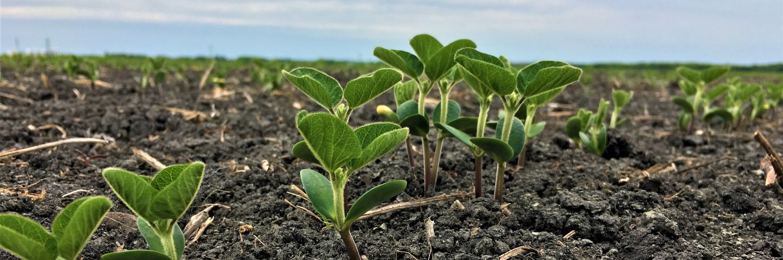 Quarry Seed Ltd banner