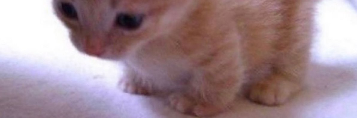 disposel's profile banner image