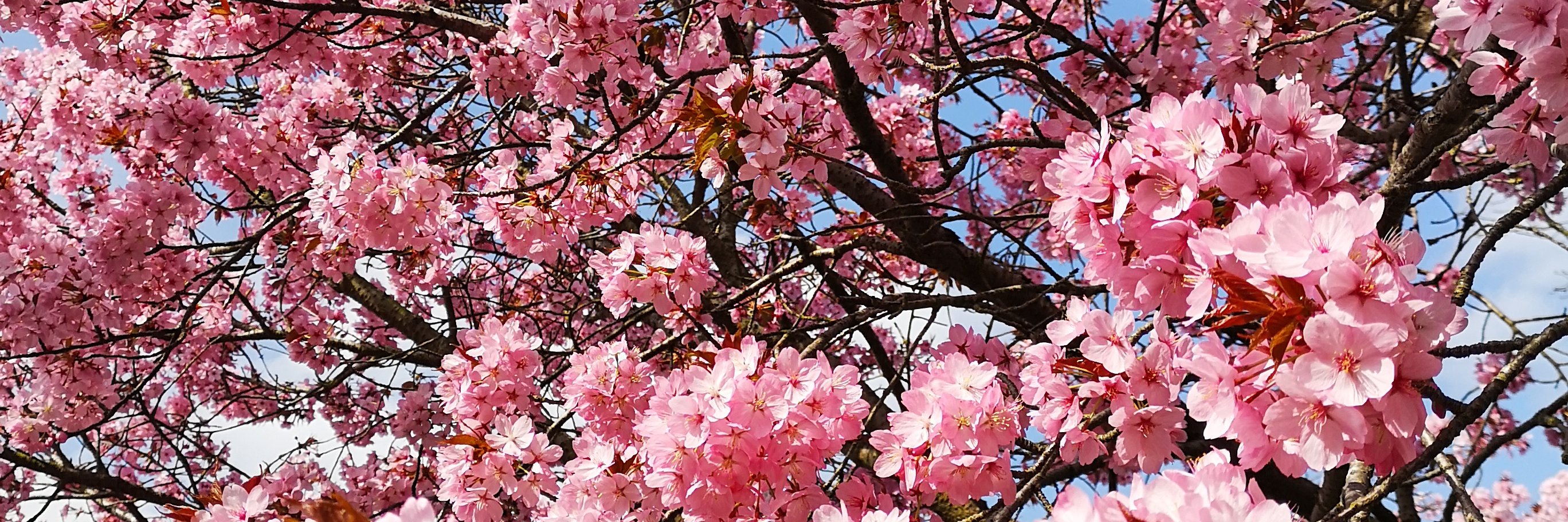 gracehadley89's profile banner image