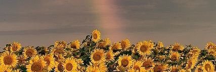 lullabyfny's profile banner image