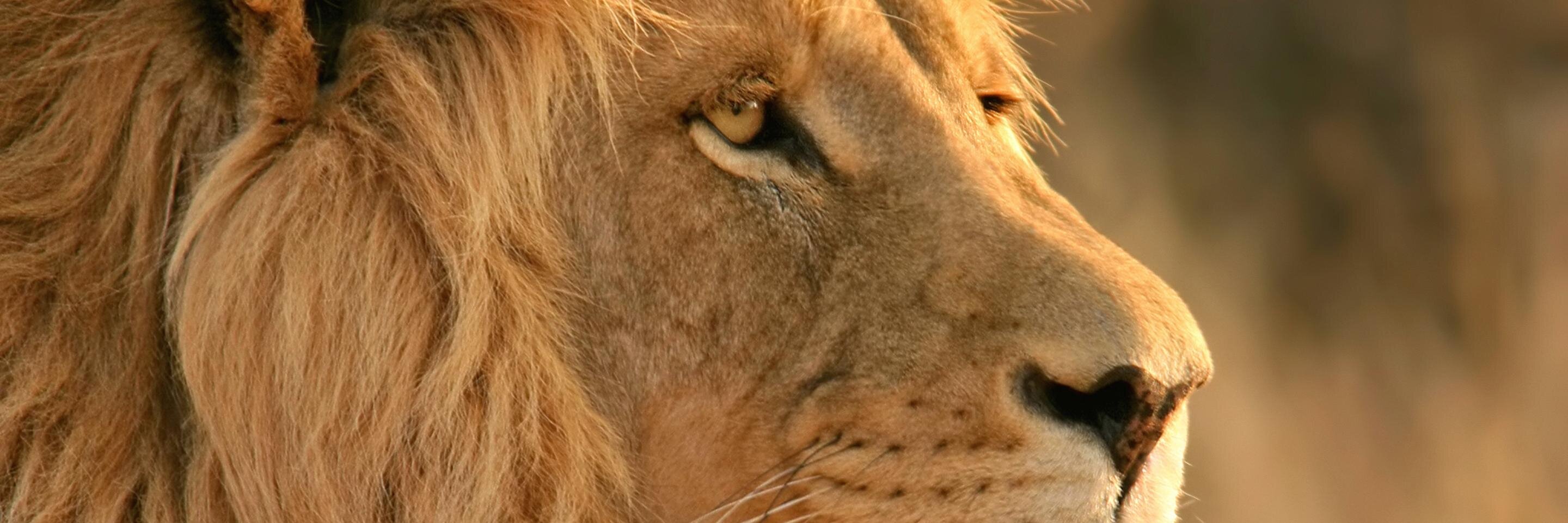 DaDonAnthonio's profile banner image
