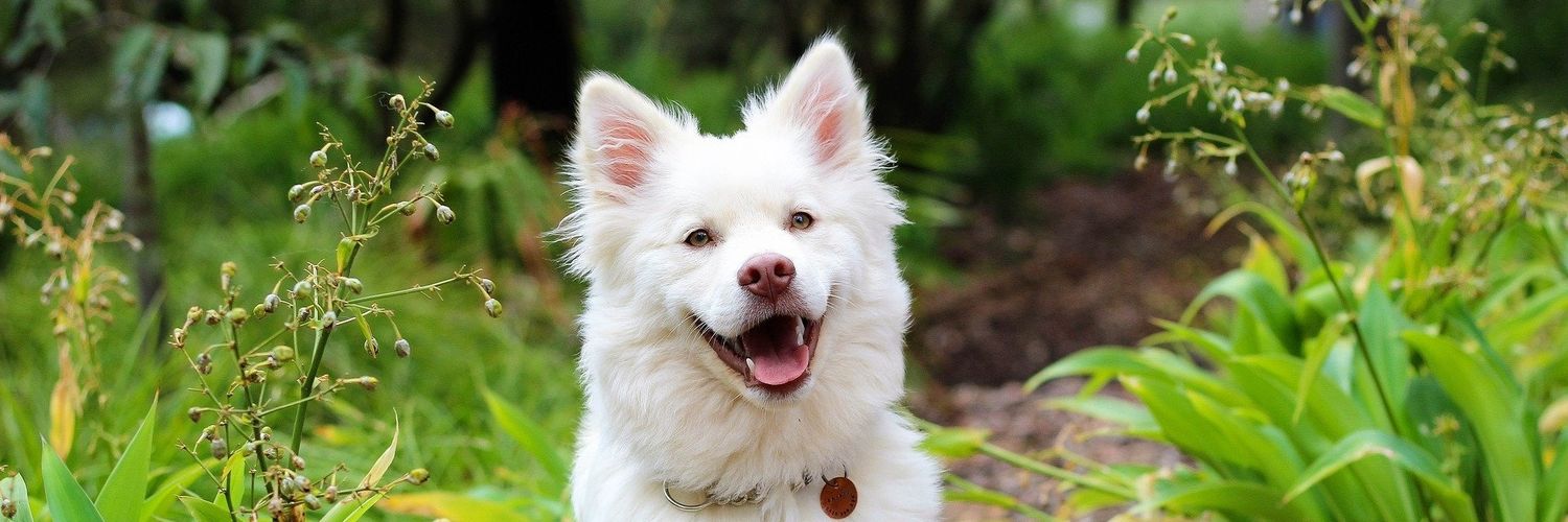 DBCanine's profile banner image