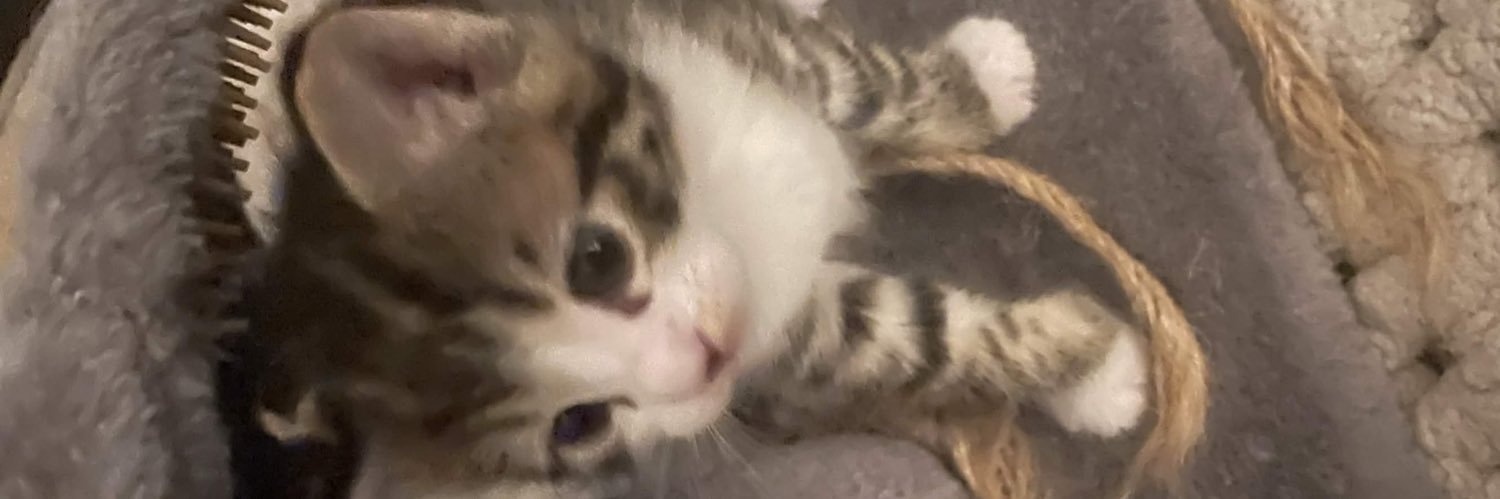 🐾🦇 banner