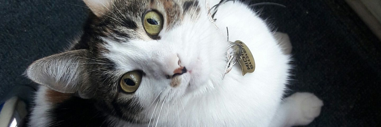 AyeAnile's profile banner image