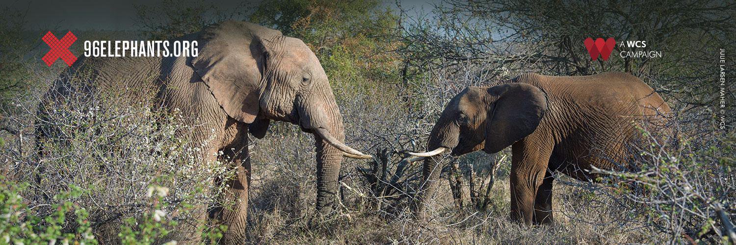 96 Elephants banner