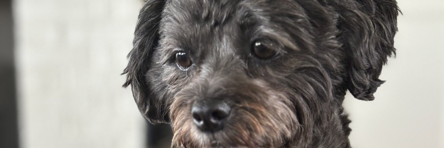 hazel rod mcsmelly banner