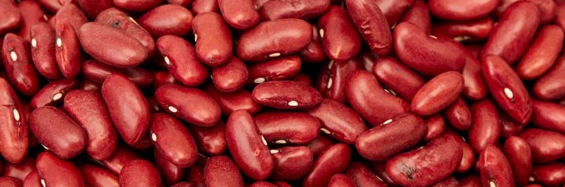 The Beans of Horror banner