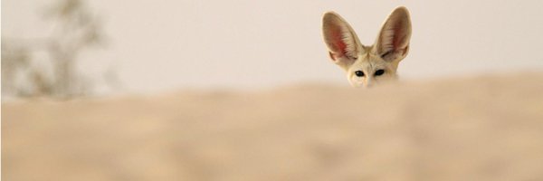 Fennec_Radar Profile Banner