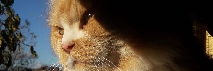 micaliempeee's profile banner image