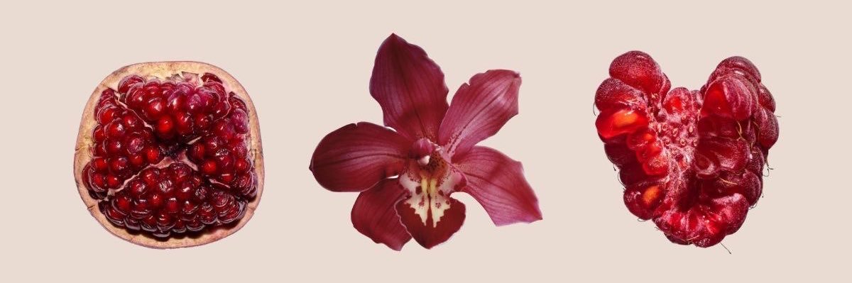 Lottie ‎˖ ࣪ . 🦢 ࿐ ♡ ˚ . banner