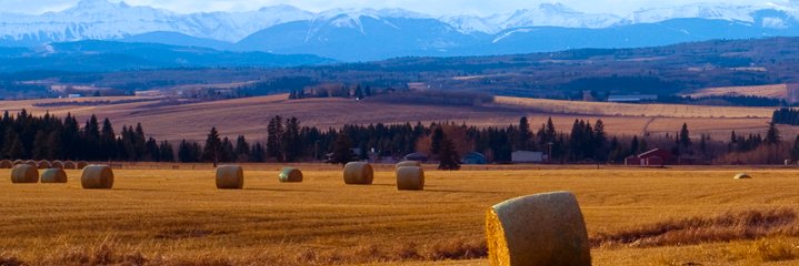 Michael Higgins banner