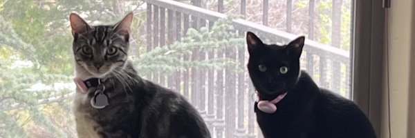 CambriFox Profile Banner