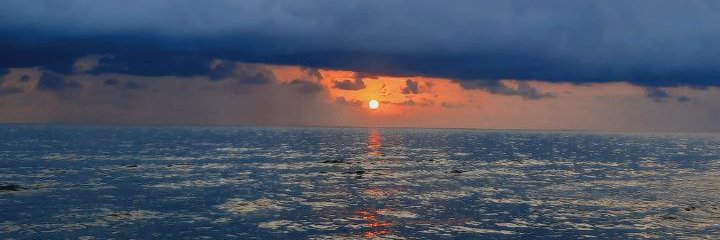 felora4239's profile banner image