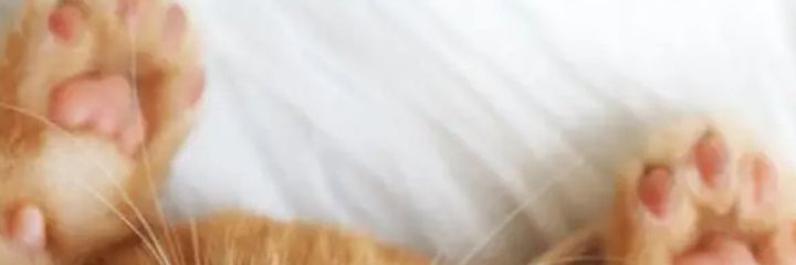 sisu 🎀 banner