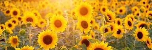 talimom banner