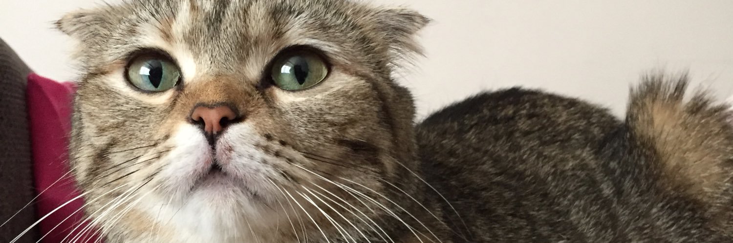 ezgiackgzz1's profile banner image