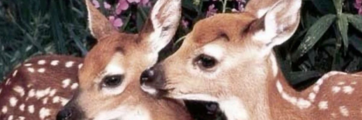 bucollico's profile banner image