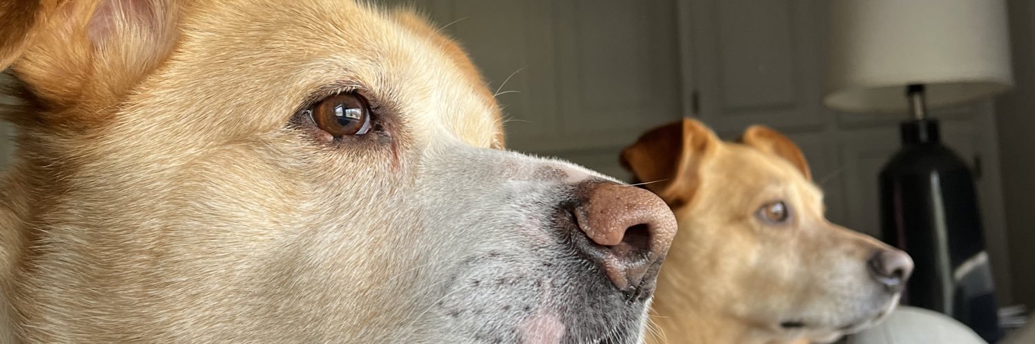 Grigelyface's profile banner image
