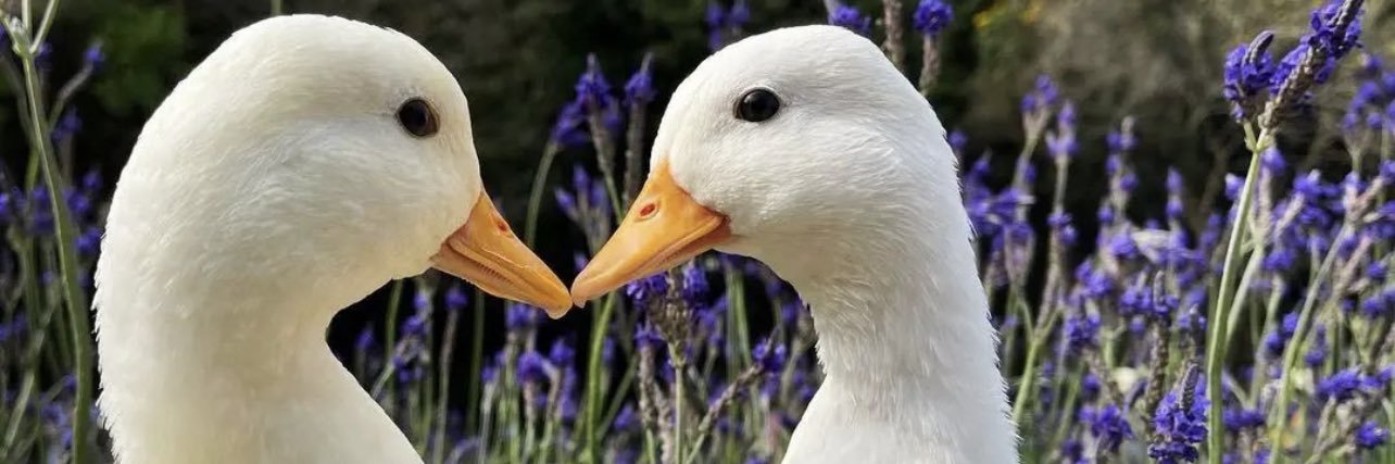 Biodesagradável ☭ banner