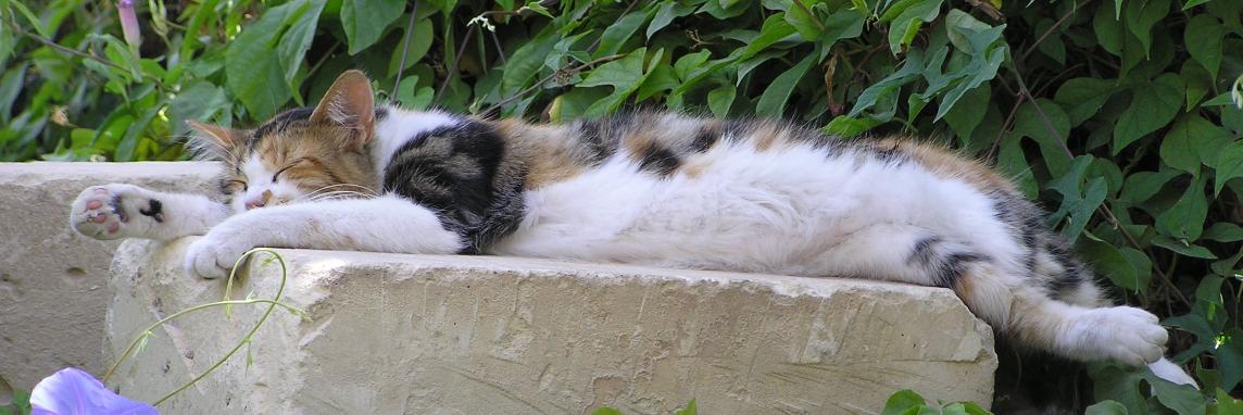 48% Elite Andy 🇪🇺🎸 banner