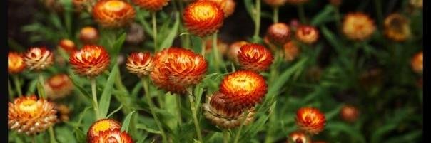 Erin Gentry Lamb banner