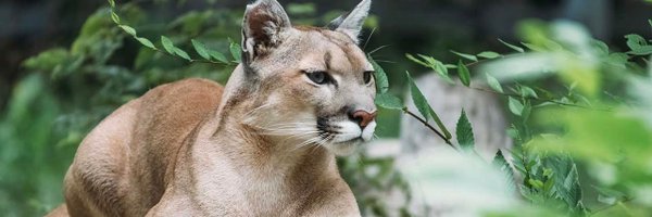 PCHSFootball23 Profile Banner