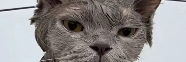 _dandoge's profile banner image