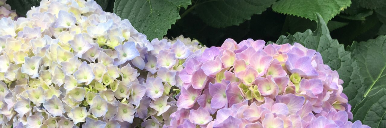 イマカ🌿 banner