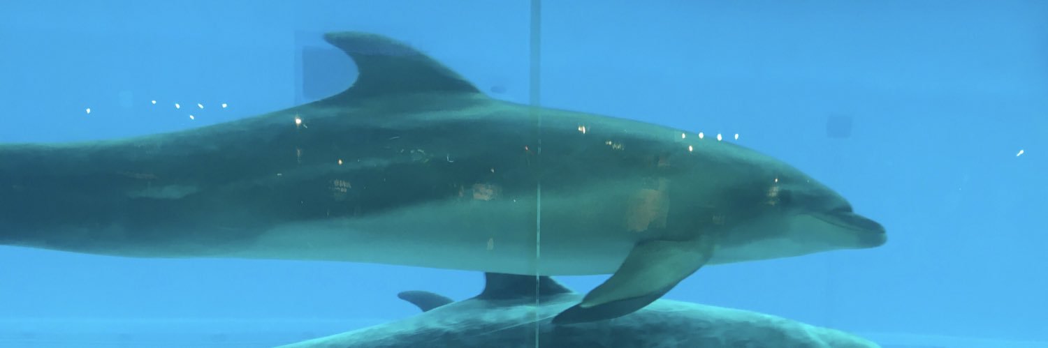 ぺんたん🐧 banner