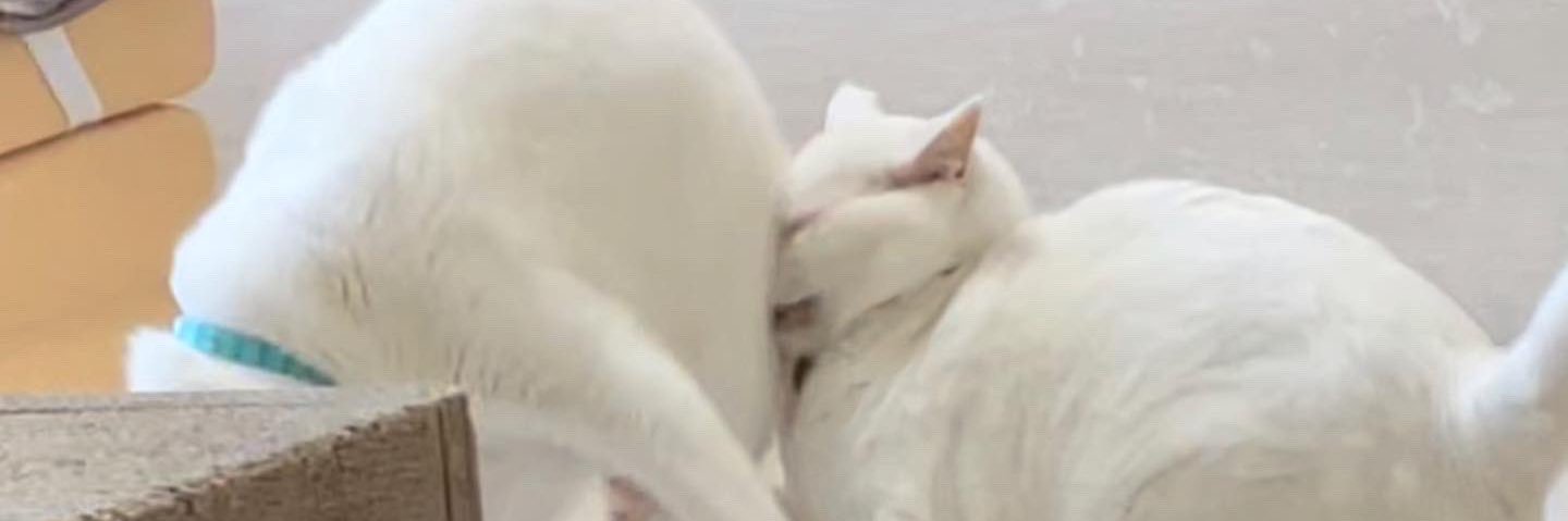 ゆりの/トレッキーになりかけています banner