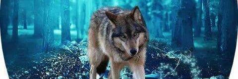 moonwolf_01's profile banner image