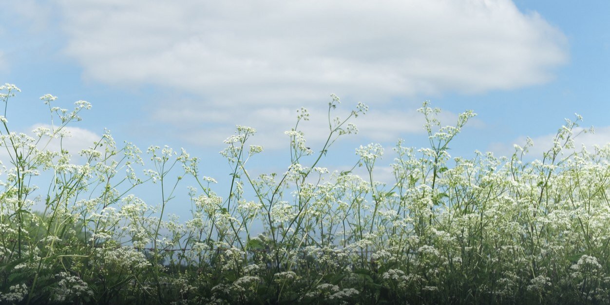 matlaroche's profile banner image