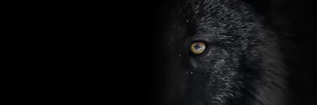Blackwolf5280's profile banner image